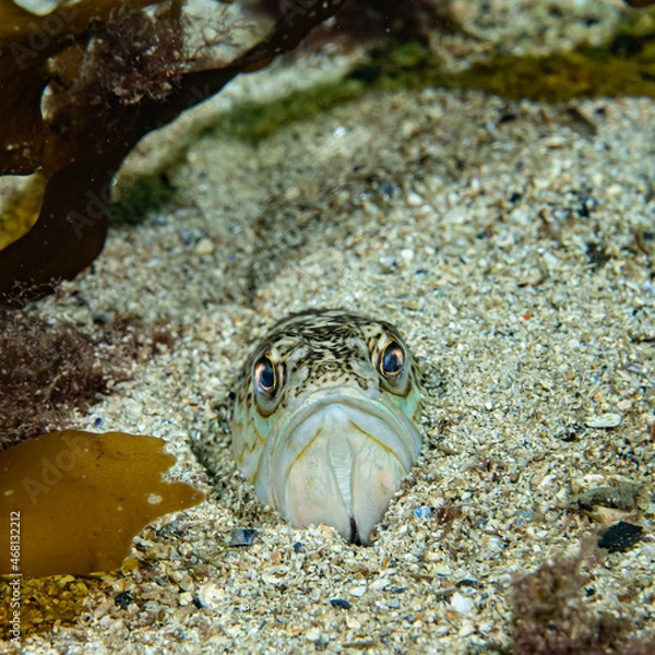 Fototapeta Greater weever (Trachinus draco) on sandy sea floor