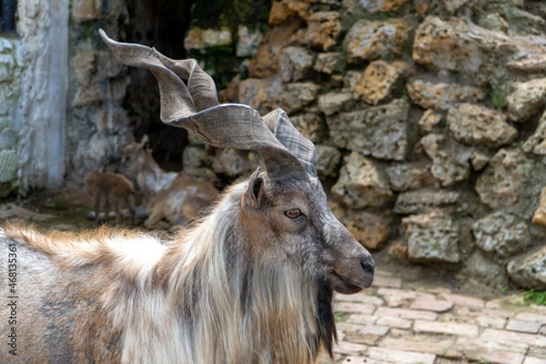 Obraz Mouflon close-up on a background of stones. Wild animals at the national zoo.