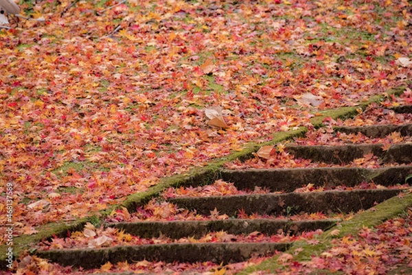 Fototapeta 赤い紅葉が敷き詰められた斜面と石階段