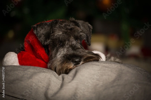 Obraz Schnauzer portrait