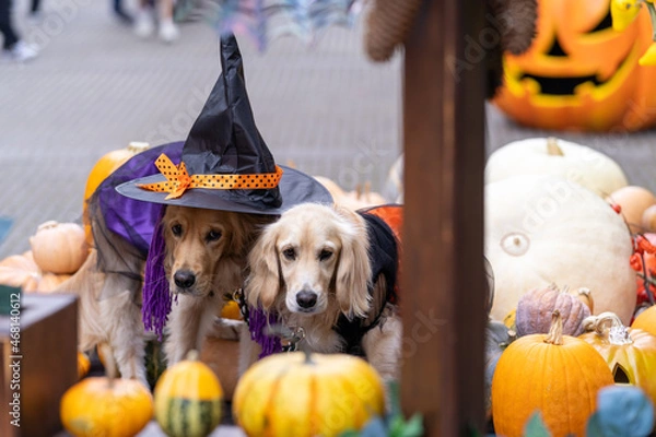 Fototapeta リゾナーレ八ヶ岳／ゴールデンレトニエル