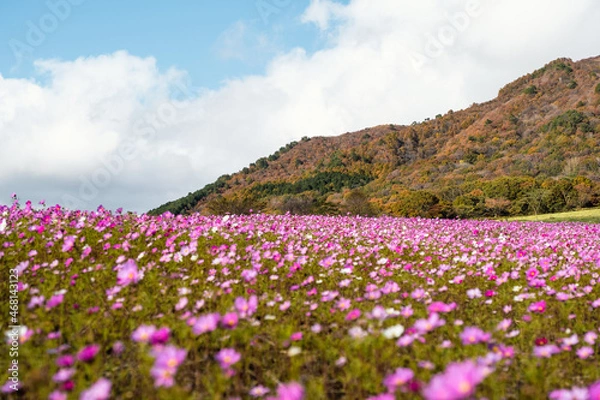 Fototapeta 【岡山県】コスモスの花が満開の秋の蒜山　自然
