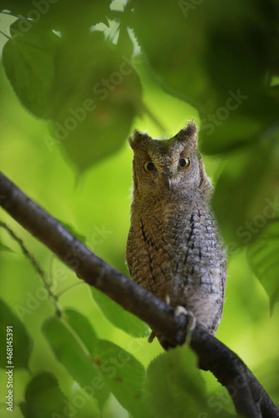 Fototapeta Eurasian scops owl juvenile perched on a linden branch