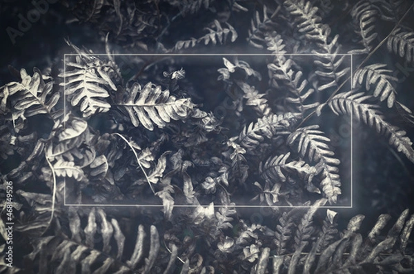 Fototapeta Dry fern leaves on a dark background. Abstract white framed with space for text