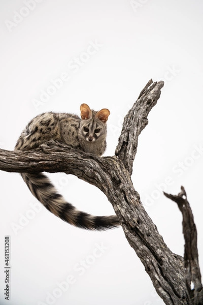 Obraz Spotted Genet