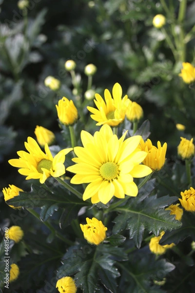 Fototapeta スプレー菊