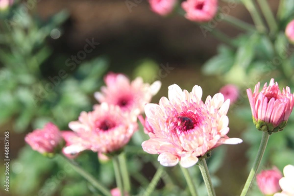 Obraz スプレー菊