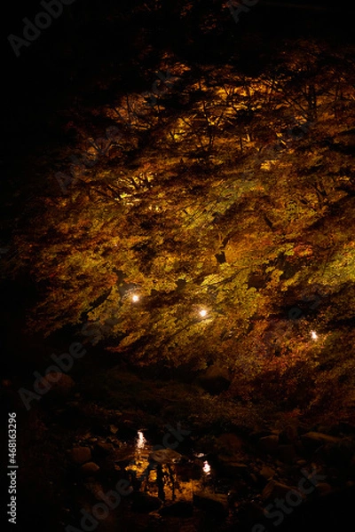 Obraz 紅葉ライトアップ