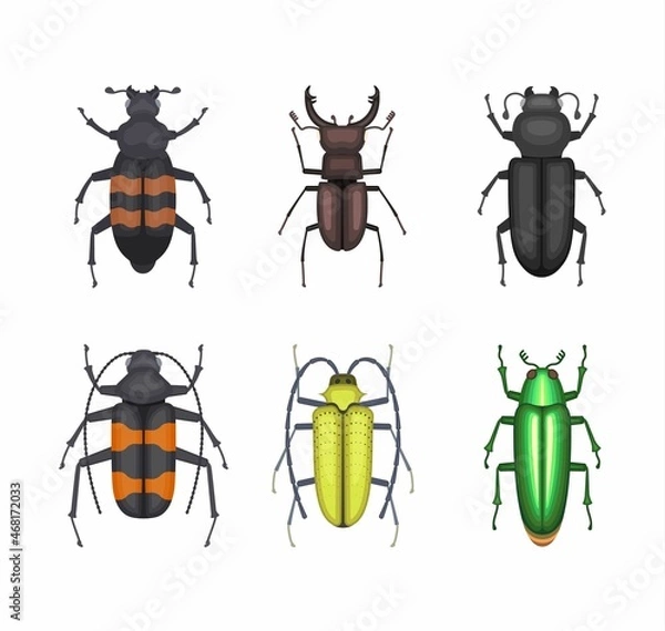 Obraz Color beetles icons