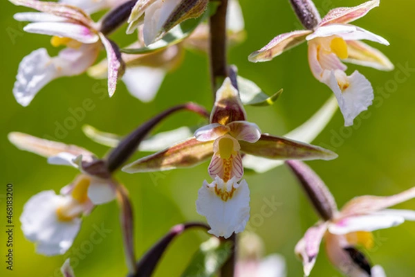 Fototapeta Epipactis palustris flower growing in field, macro	