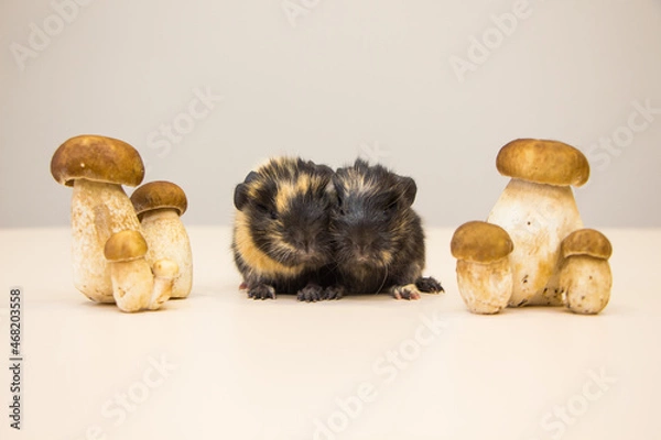 Fototapeta little funny guinea pig with autumn mushrooms