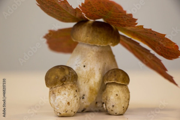 Obraz autumn mushrooms