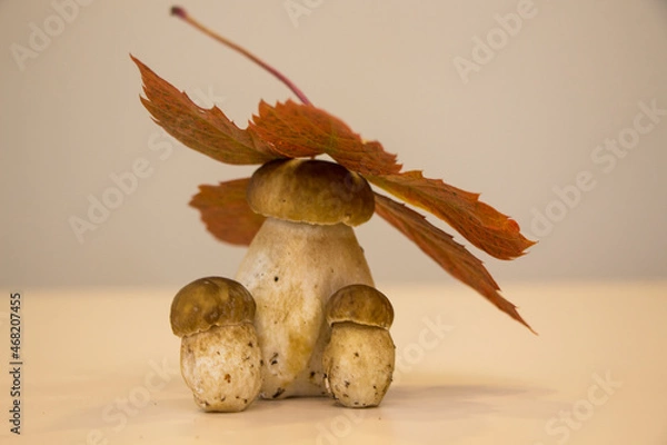 Obraz autumn mushrooms