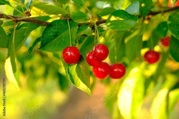Obraz Bunch of ripe red cherries growing on cherry tree in orchard. Organic cherries on tree before harvesting, close up. Fruit.cherry on the tree, High vitamin C and antioxidant fruits. Fresh organic on