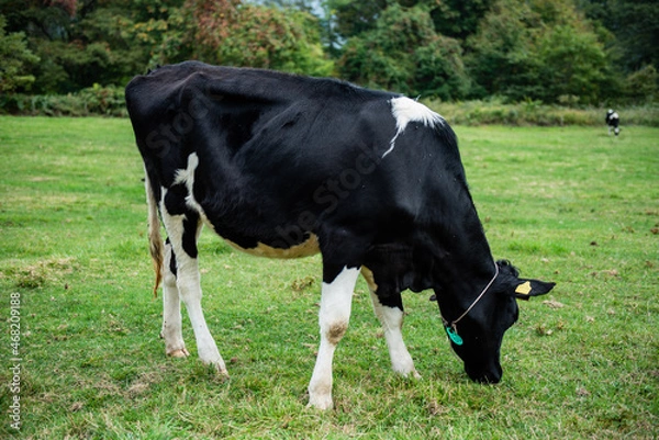 Fototapeta 長野県戸隠牧場の放牧された乳牛
