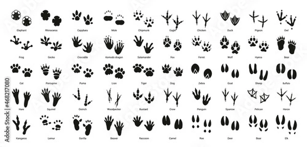 Obraz Collection of vector footprints of birds and animals.