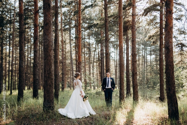 Fototapeta the bride and groom are walking in a pine forest