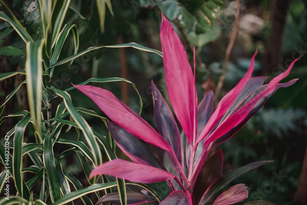 Obraz Planta de la Riviera 