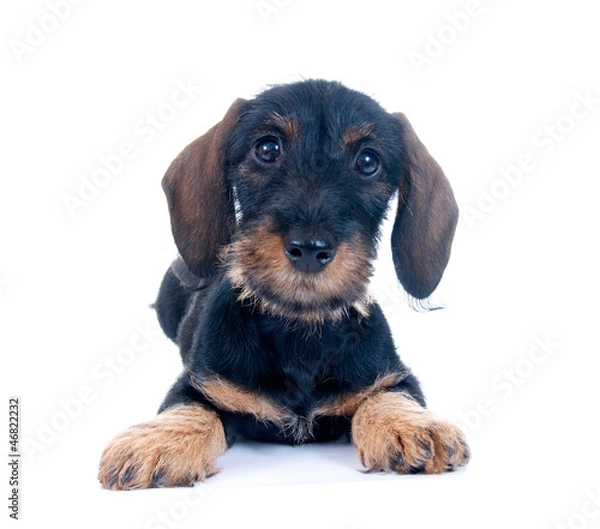 Obraz Junger Dackel – liegend