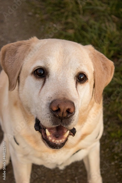 Obraz labrador retriever puppy