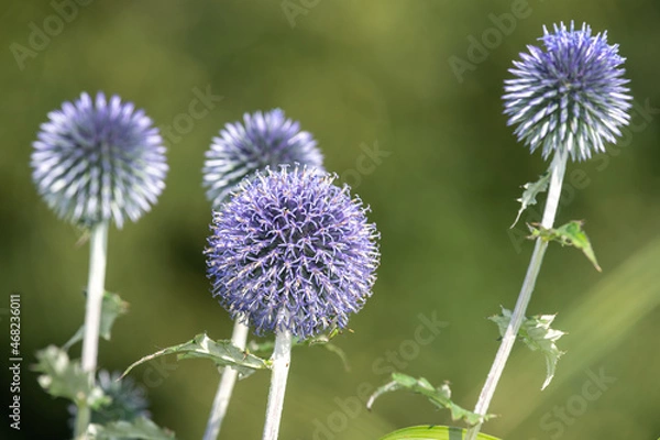 Fototapeta Southern globethistle (echinops ritro) flowers in bloom