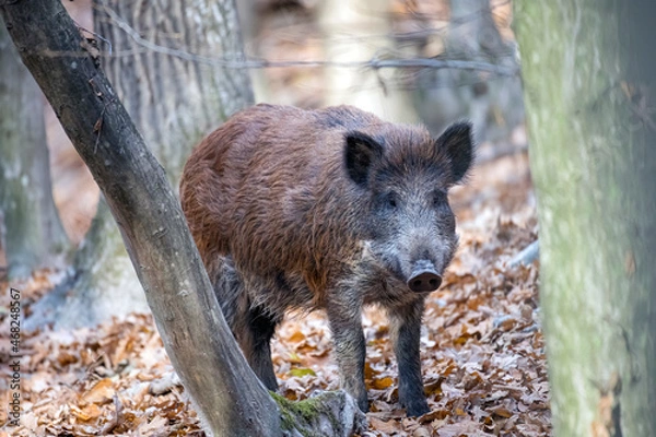 Obraz Wild boar in the autumn forest
