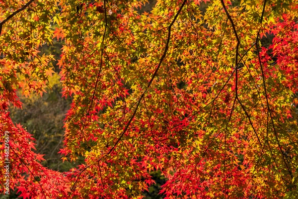 Fototapeta もみじのカーテン
