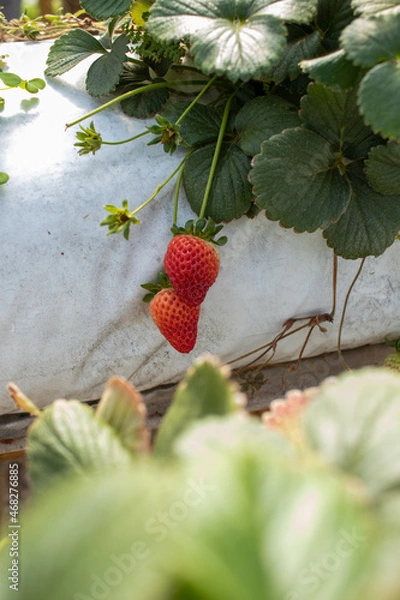 Obraz Strawberry planting, Strawberry growers working in greenhouse with harvest