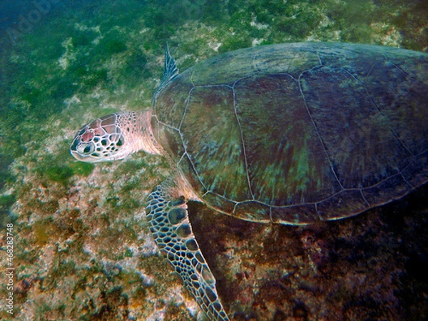 Fototapeta Sea turtle at Sueste beach in Fernando de Noronha island, State of Pernambuco, Brazil