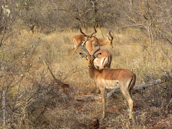 Fototapeta Bachelor herd of impala in Kruger area of South Africa