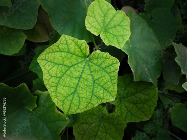 Fototapeta Tropical green leaves for background.Natural background