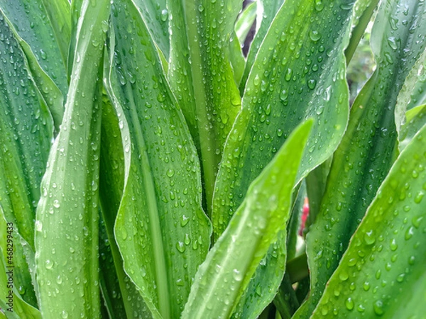 Obraz grass with dew drops