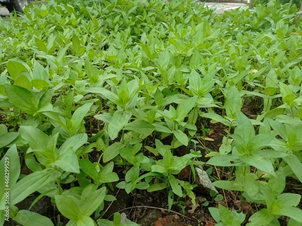 Obraz vegetable garden in the garden