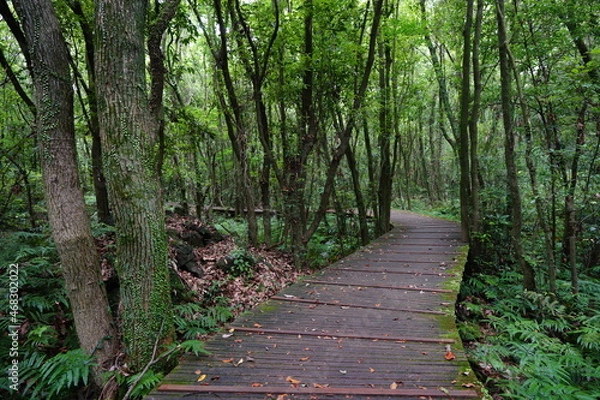 Fototapeta a wonderful boardwalk in the summer forest