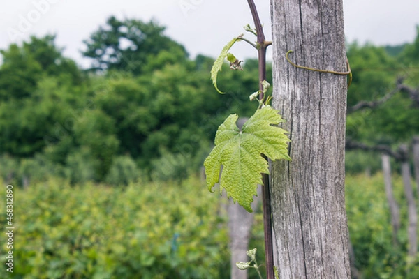 Obraz vineyard in mountains