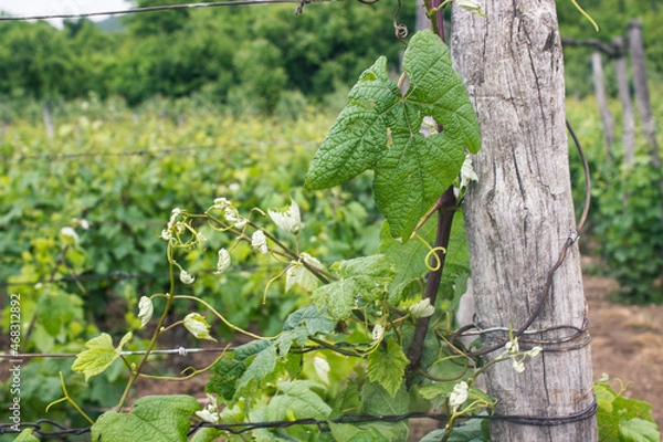 Obraz vineyard in mountains