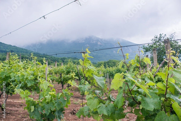 Obraz vineyard in mountains