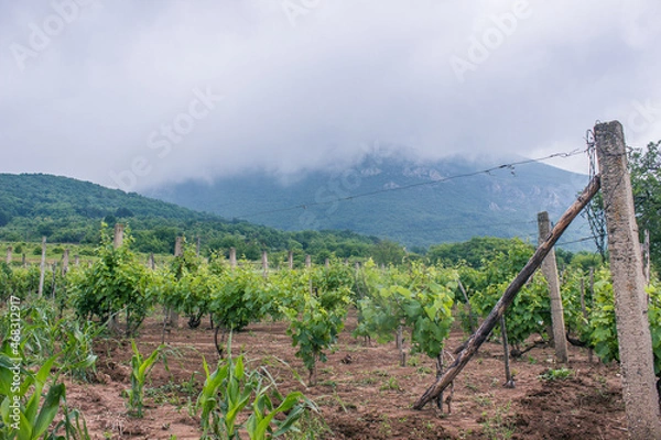 Obraz vineyard in mountains