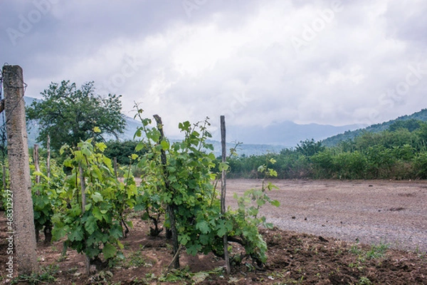 Obraz vineyard in mountains