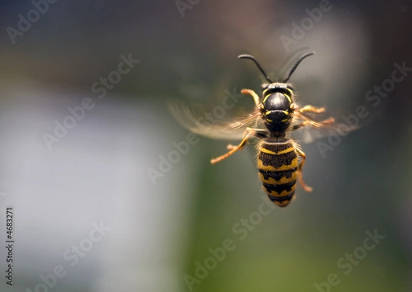 Fototapeta Wasp