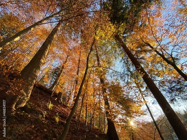 Fototapeta autumn in the forest