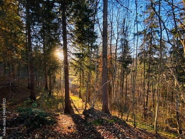Fototapeta autumn forest in the morning