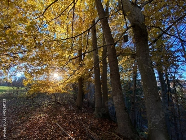 Fototapeta autumn in the forest