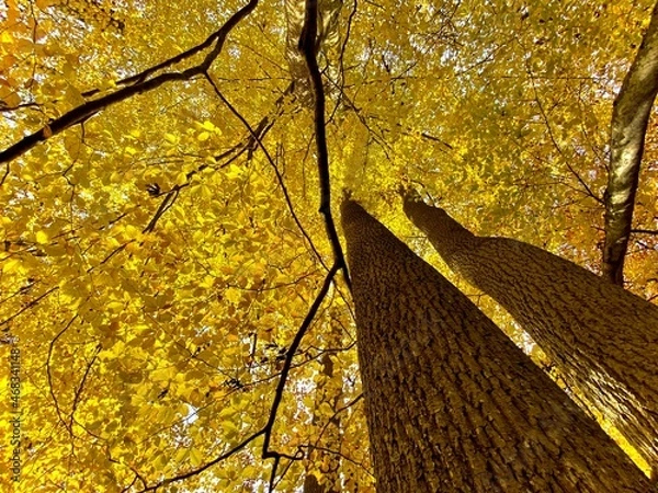 Obraz autumn in the park