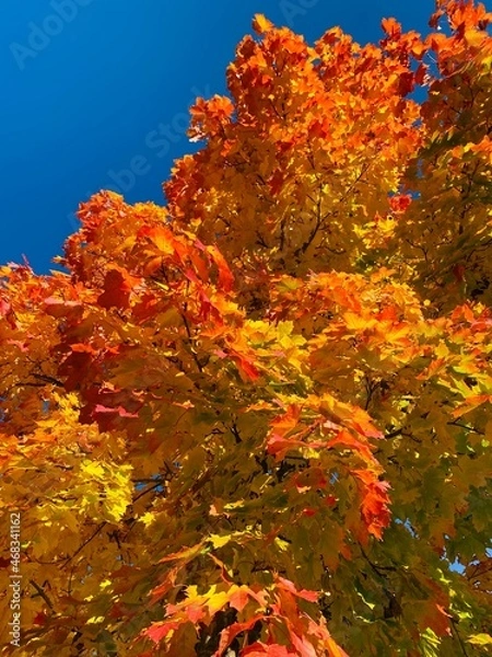 Obraz autumn in the forest