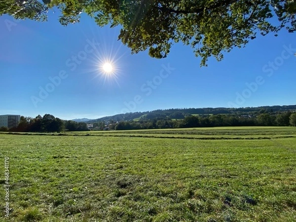 Obraz field and blue sky
