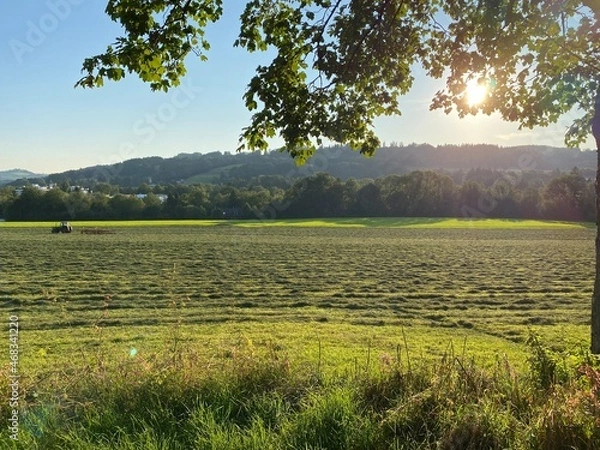 Fototapeta field of wheat