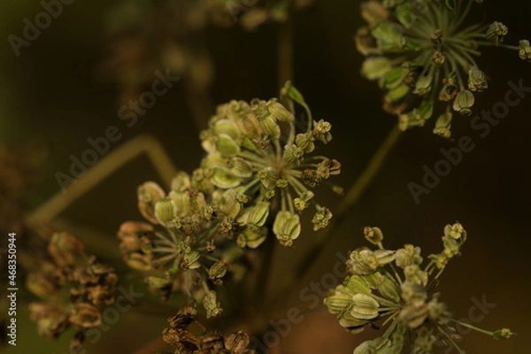 Obraz withered and decayed flowers of peucedanum