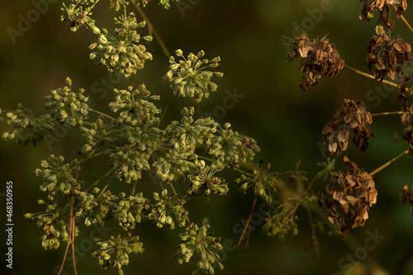 Obraz withered and decayed flowers of peucedanum
