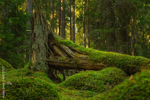Fototapeta Fallen fir tree overgrown with green moss